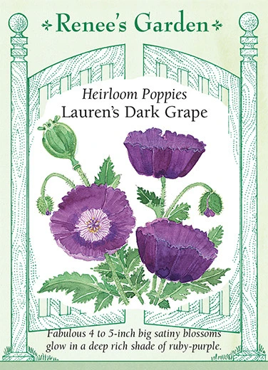 RG Poppy Lauren's Dark Grape